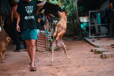 Rear view of people standing with dog