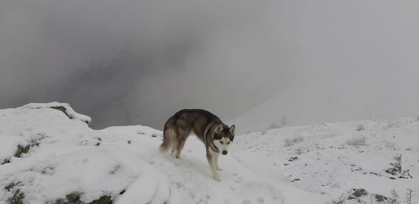 Dog on snow covered mountain