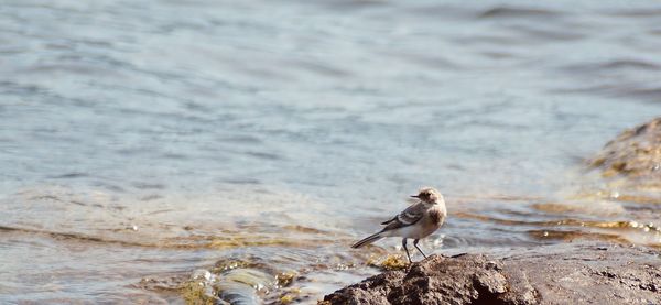 Bird perching on rock by lake