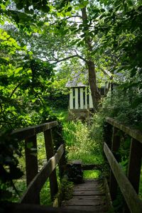 Wooden structure amidst trees and plants in forest