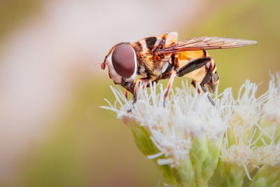 Close-up of bee pollinating on flower