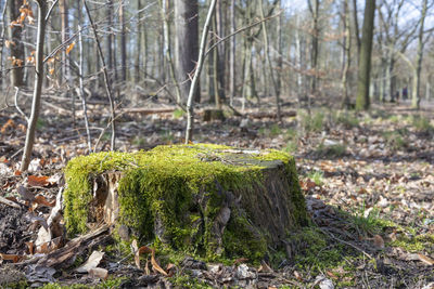 Moss growing on tree stump in forest