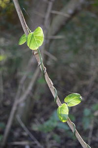 Close-up of plant