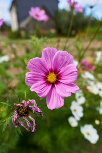 Close-up of pink cosmos flower