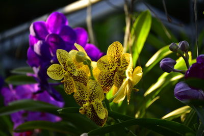 Close-up of purple flowers blooming outdoors