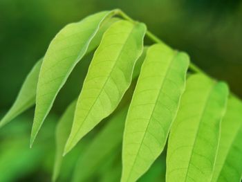 Close-up of green leaves