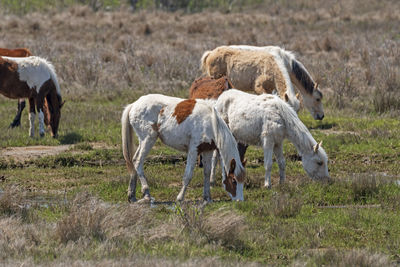 Horses in a field