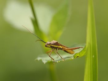 Close-up of insect on plant