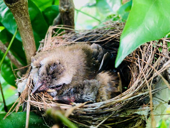 Close-up of a nest