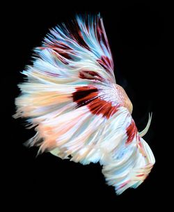 Close-up of fish underwater