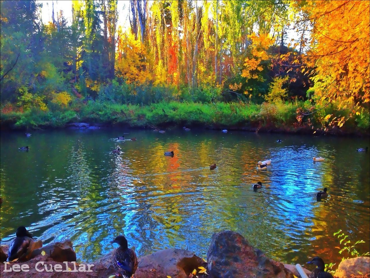 water, animal themes, tree, animals in the wild, lake, wildlife, reflection, swimming, bird, autumn, nature, beauty in nature, tranquility, duck, pond, tranquil scene, waterfront, scenics, outdoors, change