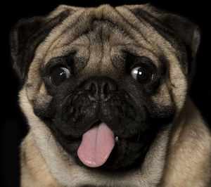 Close-up portrait of dog