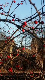 Low angle view of red tree against sky