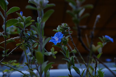 Close-up of purple flowering plant