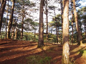 View of bamboo trees in forest