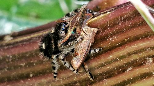 Close-up of insect on finger