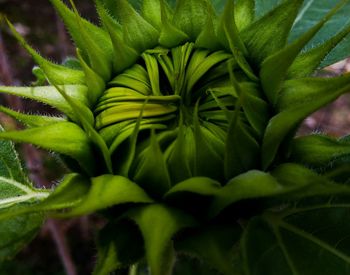 Full frame shot of green leaves