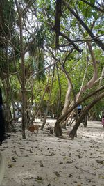 Trees on beach against sky