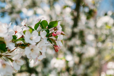 Close-up of flowering plant