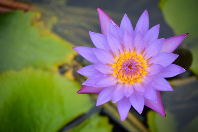 Close-up of purple water lily