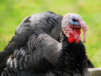 Close-up of a turkey in farm