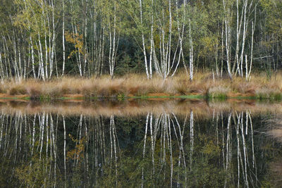 Reflection of trees in lake