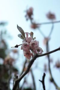 Close-up of cherry blossoms on branch