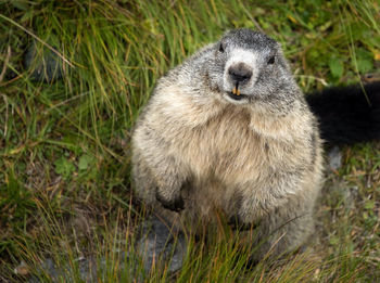 Close-up of groundhog on grass