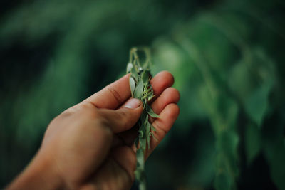 Close-up of hand holding plant