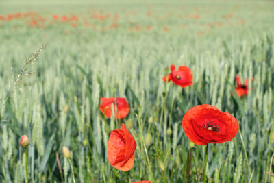 Close-up of red poppy flowers in field