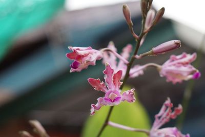 Close-up of pink flowering plant