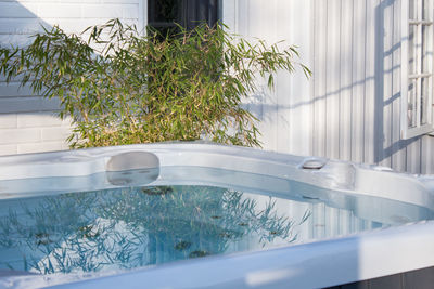 Potted plant by swimming pool against building