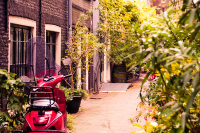 View of plants in city