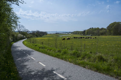 Herd of cattle in front of kalø castle ruin, denmark
