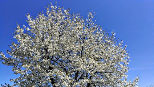 Low angle view of cherry blossom tree against blue sky