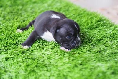 Portrait of dog lying on grass