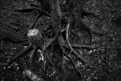 Close-up of tree roots on field