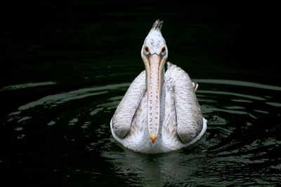 Pelican swimming in lake