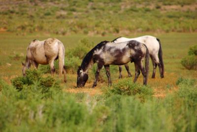 Horses on field