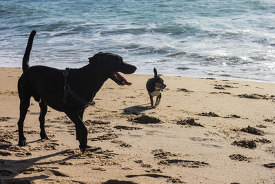 Dog standing on beach