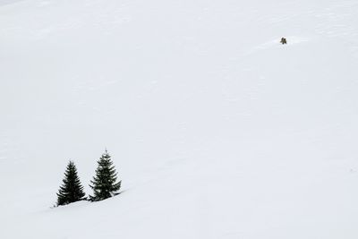 Bird on snow covered landscape