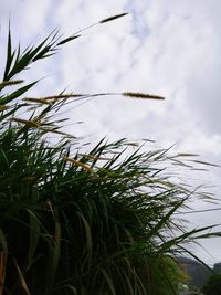 Low angle view of grass growing on field against sky