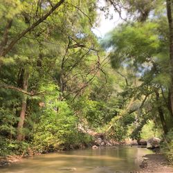 Scenic view of river amidst trees in forest