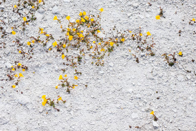 Close up of yellow flowers