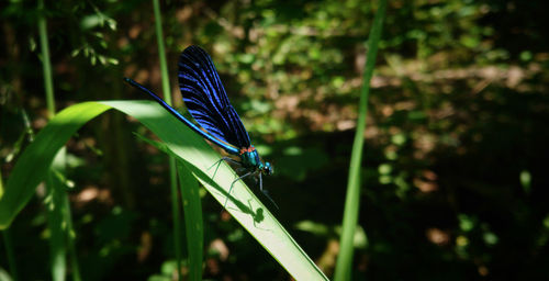 Close-up of butterfly on leaf