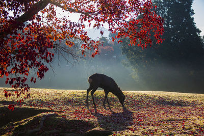 Nara park and deer in the autumn colors