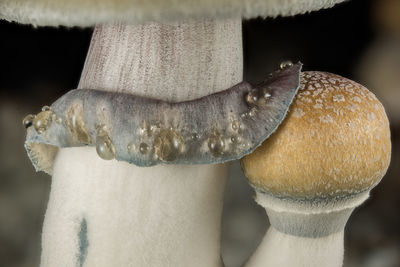 mushroom