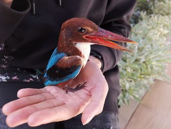 Close-up of hand holding bird