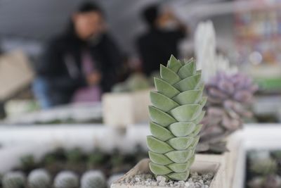 Close-up of succulent plant