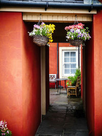 Potted plants outside house